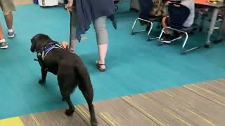 Meet Lake Local’s new facility dog Onyx