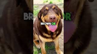 The Rottweiler Labrador Mix Breed Dog #shortfeed #dogbreed