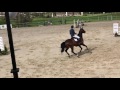 Greenfield Horses - 6 yo gelding by Eldorado vd Zeshoek