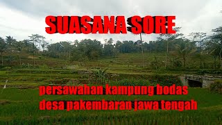 Keindahan sawah kampung bodas || desa Pakembaran Kecamatan warung pring jawa tengah