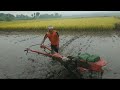 Pembuatan persemaian padi agar mudah di cabut