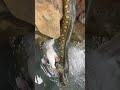 ANACONDA DRAGS RABBIT INTO THE WATER TO EAT!!! #SHORTS | BRIAN BARCZYK