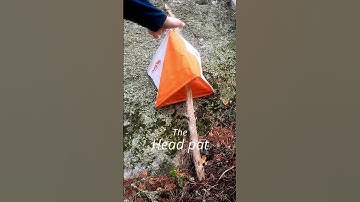 Orienteering PRO PUNCHING technique