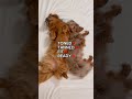 Summer body ready 🔥 #dog #shortvideo #youtubeshorts #comedy #ytshorts #funnyvideo #shorts #summer