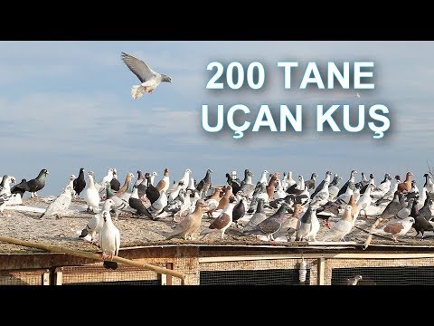 200 TANE UÇAN ELVAN - FİLO GÜVERCİN KÜMESİ | HATAYLI MUTLU (ANTALYA)