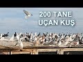 200 TANE UÇAN ELVAN - FİLO GÜVERCİN KÜMESİ | HATAYLI MUTLU (ANTALYA)