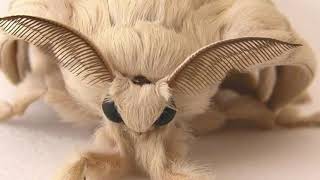 cute moths to cure your sadness
