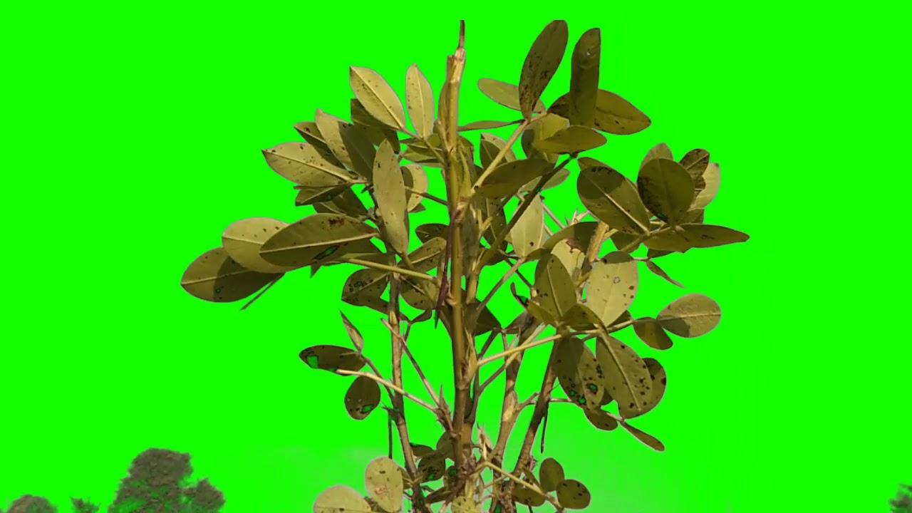 Tree plant Green Screen video Effects/ Flowers green screen video