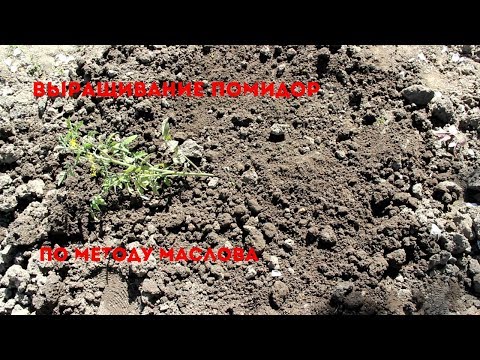 Video: Маслов боюнча помидор өстүрүү: түшүмдүүлүктү 8 эсеге жогорулатуу үчүн өстүрүү ыкмасынын сүрөттөлүшү, күнөсканага помидор отургузуу