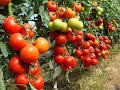 Описание и характеристика сорта томата для теплицы