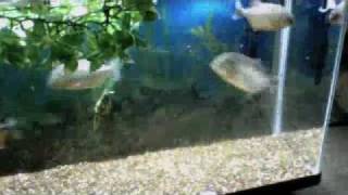 Feeding Time