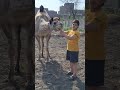 Ma Sha Allah💖 Camel 2024 #foryou #cow #bakramand #animals #bakramand #farmanimal #animallover #bakr