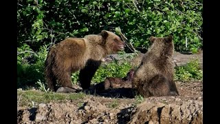 2 Grizzly Bears Eating a Moose - Smithers BC Canada by Vanessa Obran 985 views 2 months ago 26 seconds
