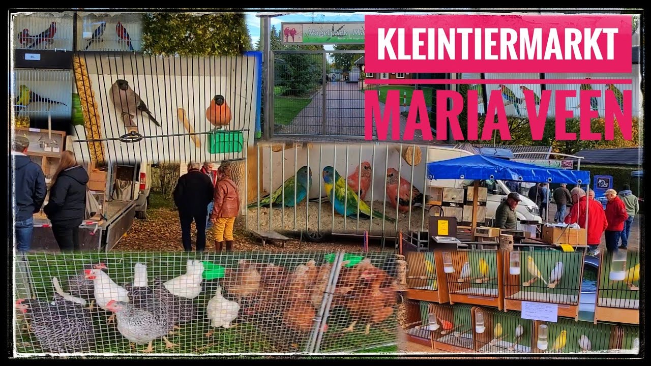 VOGELBÖRSE  & KLEINTIERMARKT MARIA VEEN  - REKEN - 18.10.2025 - #BIRD MARKET REKEN