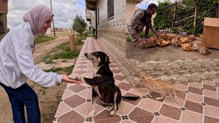 The stray dog did not stop shaking the lady's hand to show his gratitude to her.