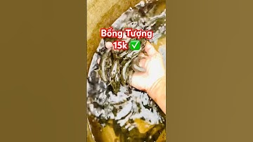 ✅ Lô Cá Bống Tượng Giống 15k giao toàn quốc #cagiong Miền Tây 0846442223 #cabongtuong.vn ​⁠#mientay