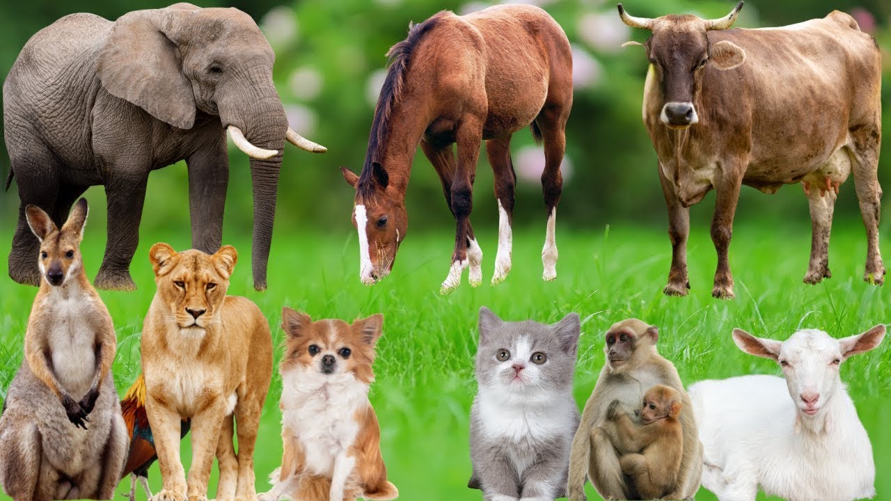 Farm Animals Sounds for Kids: Cow, Horse, Chicken, Dog, Goat