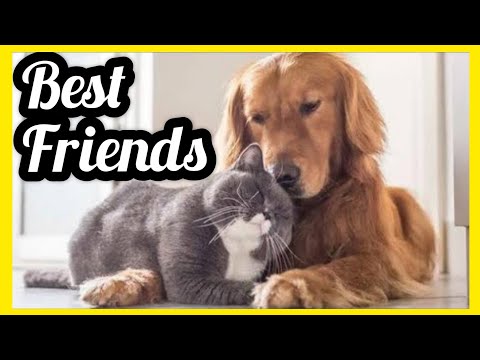 so-cute-and-funny---try-not-to-laugh---kitten-beats-the-dog---best-funny-cat-videos