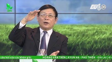 Phòng trừ sâu đục thân gây hại cây chuối