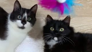 Cats playing with the feather teaser | Uni and Nami