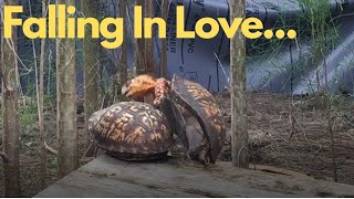 Turtle Mating Fail