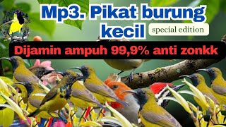 Mp3. Suara pikat burung kecil paling ampuh 99,9% ANTI ZONKKK Pulang panen banyak.
