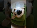 天才的な寝顔のコーギー#shorts