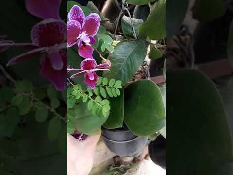 Vídeo: A Orquídea Phalaenopsis é Uma Flor Para Os Preguiçosos?