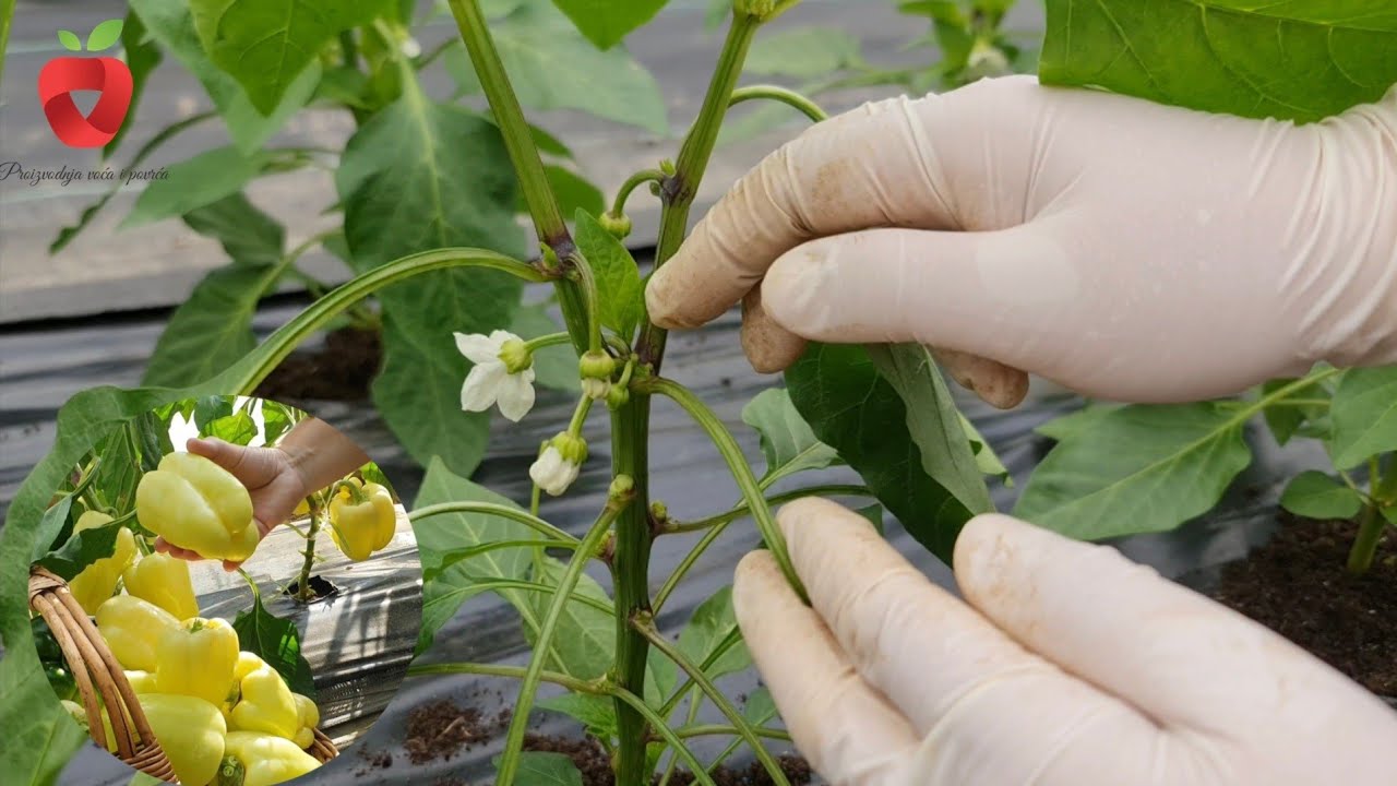 У вас тоже могут быть крупные плоды перца — хитрость для высоких плодоносящих деревьев перца