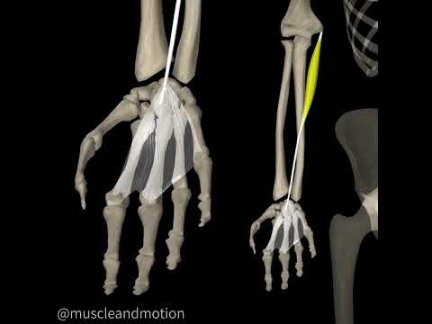 Video: Palmaris longus puas tseem ceeb?