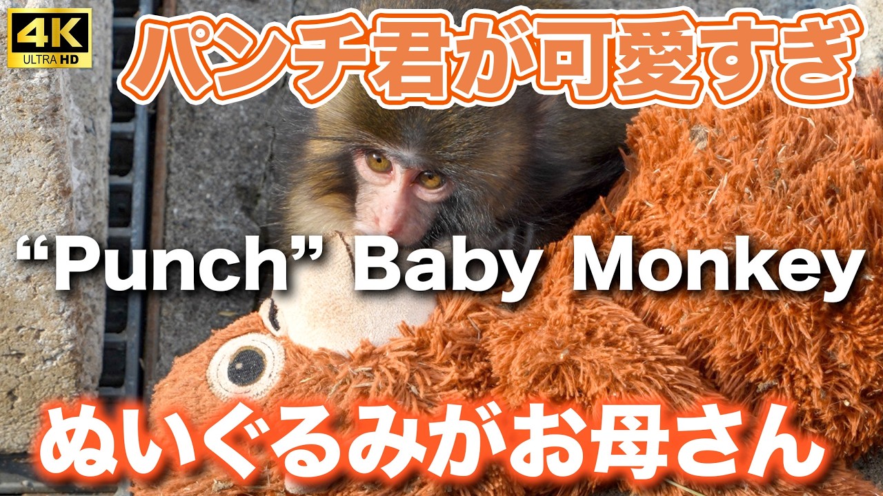 【ぬいぐるみがお母さん】4Kパンチくんが可愛すぎた 市川市動植物園赤ちゃん猿 Baby Monkey 