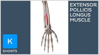 Extensor pollicis longus muscle in less than 1 minute - Kenhub #shorts