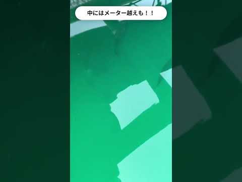 筏下の魚影