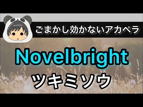 Novelbright【ツキミソウ】歌ってみた アカペラ