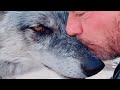 Man rescues wolf now theyre obsessed with each other