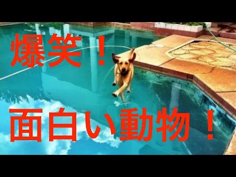 動画で面白画像 面白い動物 爆笑 犬の面白画像 面白画像まとめ 動画で面白画像 面白い動物 爆笑 犬の面白画像 面白画像まとめ