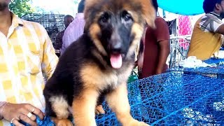 Download lagu Double Coat Heavy Bone Imported Blood Line German Shephard Puppy Now At Galiff Street Double Coat Heavy Bone Imported Blood Line German Shephard Puppy Now At Galiff Street