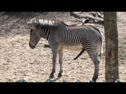 Zebra in peak condition at Lincoln Park Zoo in Chicago