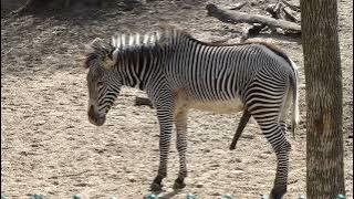 Zebra in peak condition at Lincoln Park Zoo in Chicago