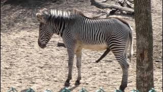 Zebra in peak condition at Lincoln Park Zoo in Chicago