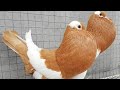 من اجمل أنواع الحمام في العالم /  Most Beautiful Pigeons In The World  2018