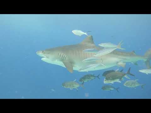 The Best dive site in maldives could be Fuvahmulah Tiger shark dive sites by Fuvahmulah scuba club
