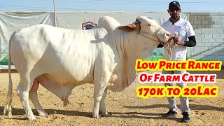 Low Price Range Of Farm Cattle Starting From 170k.