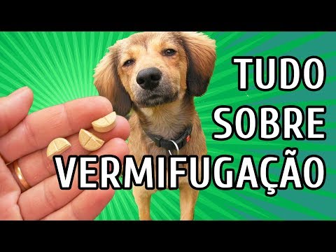 Vídeo: Pergunte a um veterinário: Meu cão pode me dar vermes?
