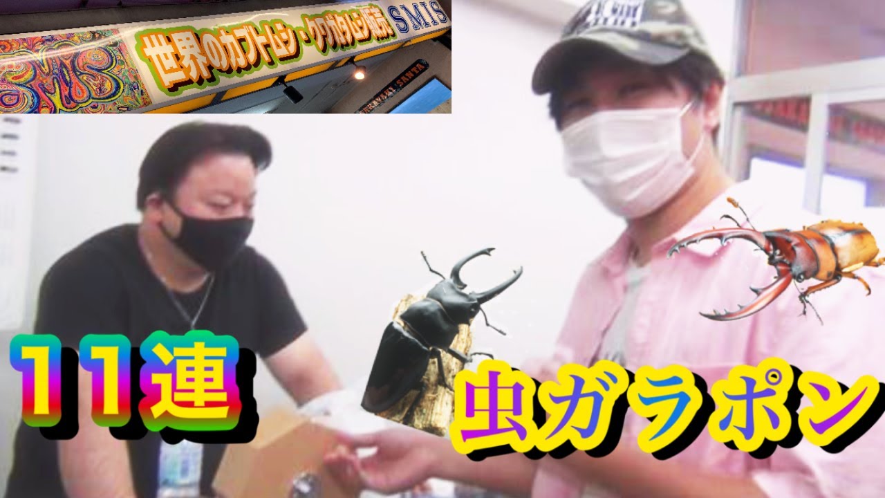 カブトムシ・クワガタムシのお店】この夏、最初で最後の虫ガラポン