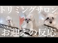 【かわいいな】３時間ぶりの飼い主との再会に大騒ぎする犬【シュナウザージジトト】