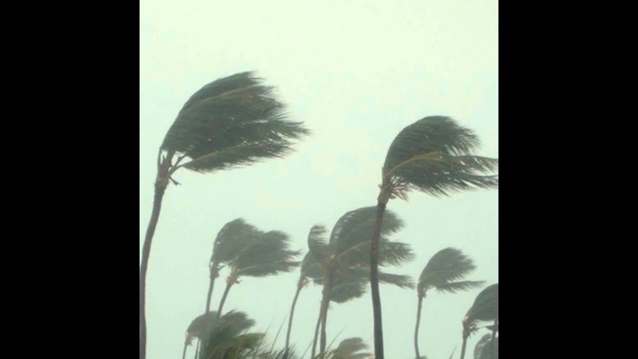 BUGSEED X BSD.U - WIND