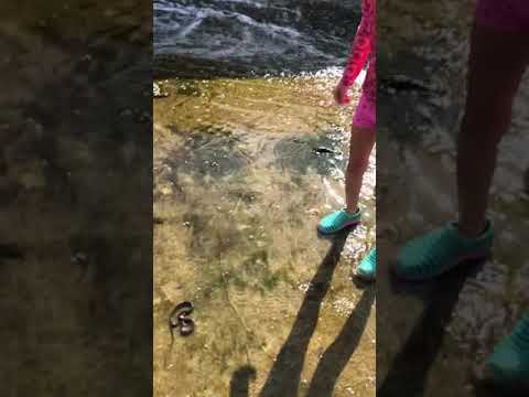 camera iphone 8 plus apk My 7 year old girl caught this water snake after she got bit!!!