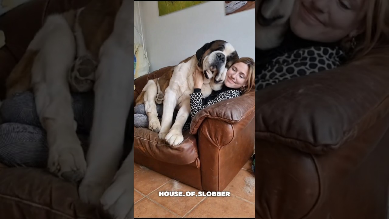 Let me introduce you to the Giant drooling teddy bear known as the St. Bernard or Saint Bernard