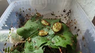 Flo's Atta cephalotes